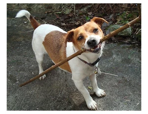 "Jack Russell Terrier perro jugando con palo 8x10 impresión fotográfica en 8,5"" x 11" - Imagen 1 de 1