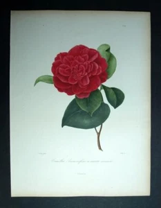 LE CAMÉLIA JAPONICA ANEMONIFLORIA Lithographie gravure Oudet, Berlese 1840 - Picture 1 of 2