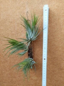 Tillandsia kolbii ,3 Pflanzen aufgebunden, - Bild 1 von 3