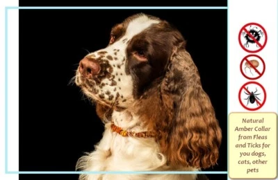 Organic Raw  Baltic Amber Collar  for Dogs and Cats Pets - Image 1 of 4