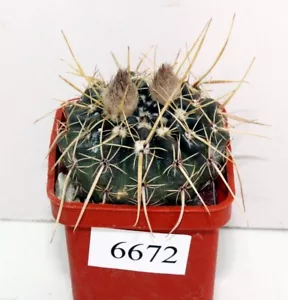 Notocactus turecekianus /6672/D50mm, raíz propia - Imagen 1 de 2