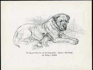SCHMETTERLING UND BULLMASTIFF CHARMANT VINTAGE 1930ER HUNDEKUNSTDRUCK von KF BARKER - Bild 1 von 1