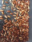 100 Darkling Beetles  to Start Colony of Mealworms / Live Food