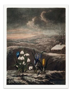 DIE SCHNEEGLÖCKCHEN 1807 Tempel der Flora Botanischer Kunstdruck - Wanddeko - Bild 1 von 3