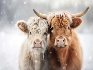 Highland Cow Farm Rustic Cattle Cowboy High Quality Canvas/Matte Photo Paper PA1 - Picture 1 of 6