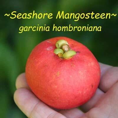 ~Seashore Mangosteen~ Garcinia hombroniana Fruit Tree Live 12-18in Potd Plant - Image 1 of 4