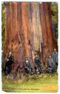 CEDERO DE CEDRO DE LA DÉCADA DE 1910 100 PIES CIRCUNFERENCIA WASHINTON LEÑEROS TRATTNER POSTAL - Imagen 1 de 2