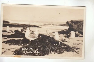 Henderson Real Photo Postcard Sea Gulls La Jolla CA - Picture 1 of 1