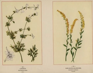Rocket Larkspur y Goldenrod: cromolitografía botánica genuina de flores silvestres de 1894 - Imagen 1 de 2