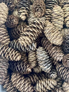 100 Small White Spruce Pine Cones Handpicked Untreated Fall Crafts Decor - Picture 1 of 4