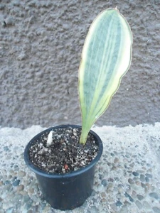 Sansevieria Masoniana White (4) 1 Blatt mit Neuaustrieb - Bild 1 von 15