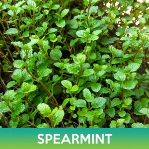 Spearmint Seeds - Picture 1 of 2