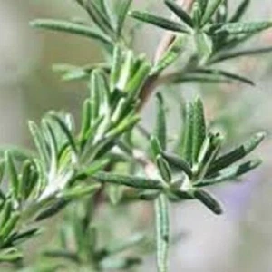 ROSEMARY Rosmarinus officinalis hedging edible herb plant in 100mm pot - Picture 1 of 2