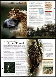 Philippine Eagle #12 - Save Species Discovering Wildlife Fact File Fold-Out Card - Picture 1 of 1