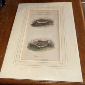 Vintage 1801 mattierter handkolorierter Druck CORN CRAKE & WACHTEL Vögel Bunney & Gold - Bild 1 von 5