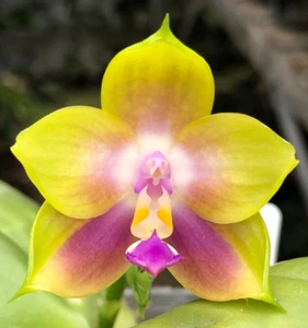 Original Orchid Phal Phalaenopsis Mainshow Colourful x Mituo Purple Dragon-FRAGR - Picture 1 of 2