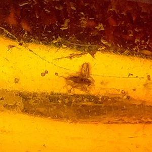 Ámbar báltico gema pulida natural con fósil de insecto atrapado preservado 8,1 quilates - Imagen 1 de 7