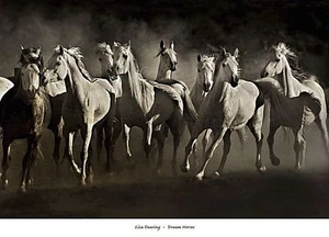 HORSE ART PRINT Dream Horses Lisa Dearing - Picture 1 of 1