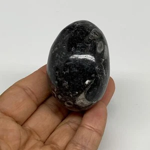 106.5g, 2.1"x1.5", Natural Fossil Orthoceras Stone Egg from Morocco, B31050 - Picture 1 of 11