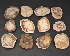 Mini rebanada de madera petrificada, 1,5 - 2" losas de madera petrificada en bruto, grado AAA - Imagen 1 de 7