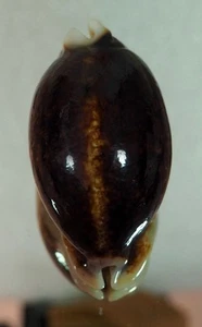 CYPRAEA EGLANTINA NIGER ROSTRATE BIG HYPERROSTRATE - Picture 1 of 4