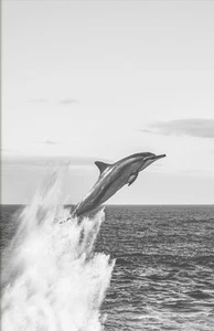 Impresión de póster calcomanía de vinilo de pared retro océano DOLPHIN JUMPING (adhesivo extraíble) - Imagen 1 de 3