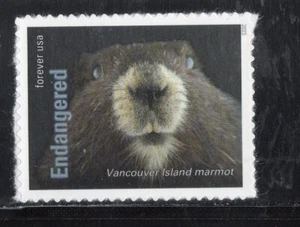 5799K * MARMOTA ISLA DE VANCOUVER * ESPECIES EN PELIGRO DE EXTINCIÓN * Sello postal de EE. UU. MNH - Imagen 1 de 1