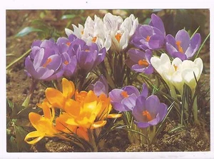 FLOWERS,  ISRAEL ,LARGE CROCUSES, A VINTAGE PC,  1975, USED	  - Foto 1 di 2