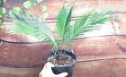 King Sago Palm Cycas revoluta Native to Japan Exact Plant 17