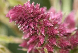 100+ Samen Trauer-Amarant (Amaranthus hypochondriacus) Saatgut  - Bild 1 von 3