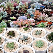 100/500pcs Vogue Mixed Plant Assorted Lithops Stones Plant Succulent Seeds Decor