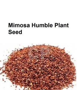 Lajwanti Mimosa Pudica Chuimui Plant Bashful Mimosa Plant Seed 1kg (35.27 OZ)' - Picture 1 of 1