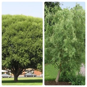 10 Globe Willow & 10 Corkscrew Tree Cuttings - Fast Growing - Picture 1 of 2
