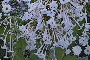 50 Samen Dufttabak,Nicotiana sylvestris #479 - Bild 1 von 1