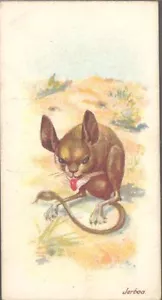 Players - Wild Animals of the World, 'issued by', no 'branch' - Jerboa - Picture 1 of 1