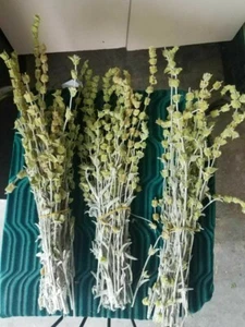 Albanian Mountain Tea ,Sideritis Syriaca, 150gr -Gramos mountain 2.520m - Picture 1 of 8