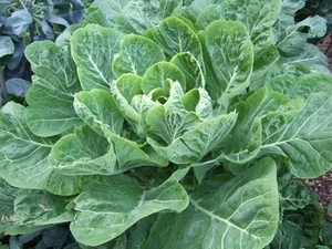 COLLARDS*CAMPEÓN*HOJAS ENORMES CON SABOR SUAVE* - Imagen 1 de 1