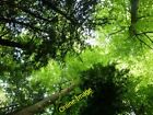 Photo 6x4 Canopy in Tring Park Wood A view upwards at the canopy of the t c2012