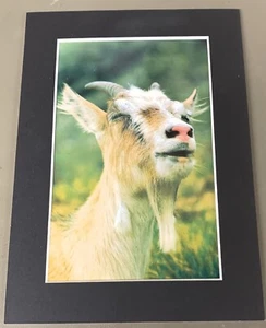 Z672 PICTURE OF A GOAT with 5" by 7" MATTING - Picture 1 of 1