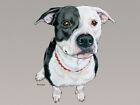Pit Bull Blank Note Cards Boxed