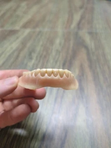 denti falsi vintage denti inferiori denti strani ben indossati - Foto 1 di 13
