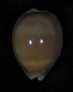 CYPRAEA  KUROHARAII RARE - Bild 1 von 4