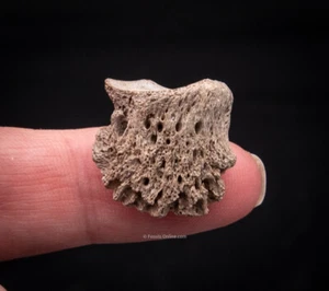 Rare Early Miocene Rhino Side Hoof  Florida Fossils  2265 - Picture 1 of 5