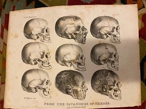 Egyptian Skulls From Catacombs Of Thebes 19th Century Engraving Print - Picture 1 of 6
