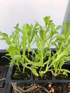 Chrysanthemum greens Live Plants - Seedlings/Plugs- 3"- 5" tall - 30-50 days old - Picture 1 of 3