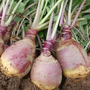 500 Graines - Chou-Navet Rutabaga Laurentian - Semences Paysannes - BIO - Imagen 1 de 1