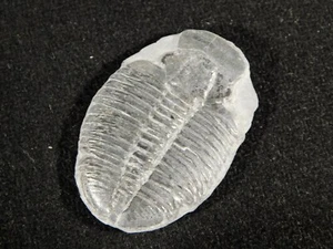 Larger! 100% Natural Elrathia TRILOBITE Fossil From Cambrian Utah 3.91 - Picture 1 of 8