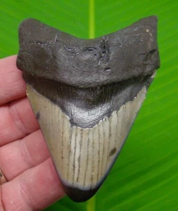 3.95 “ MEGALODON SHARK TOOTH Real Fossil Sharks Teeth No Restoration - Picture 1 of 3