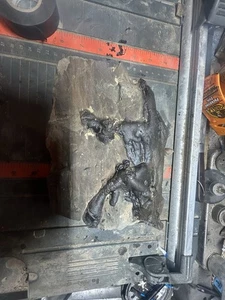 Fossile di 200 milioni di anni (ordine vario) museo ripulito!! Senza etichetta - Foto 1 di 7