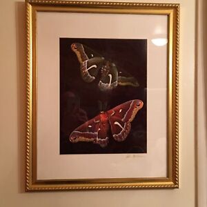 Vtg Butterfly Art Print Photo Ornate Gold Gilt Frame Original John Heilman Sign